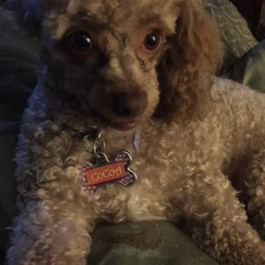 Meet your Posher, Letitia